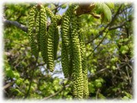 �I�j�O���~(�Y��)